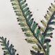 Gravure ancienne de 1838 -plante Trichostome- Planche coloriée à la main. botanique original