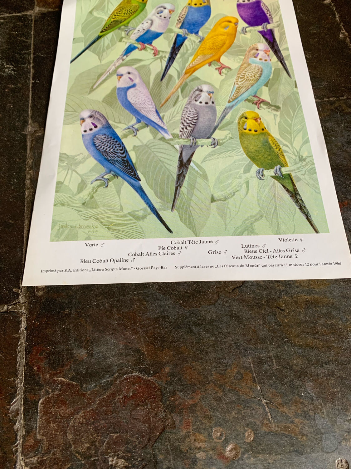 Affichette "Les Oiseaux du Monde" - 1968