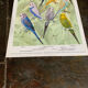 Affichette "Les Oiseaux du Monde" - 1968