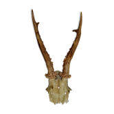 Hunting trophy