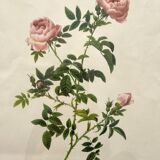 Framed lithograph roses Pierre Joseph Redouté, vintage botanical poster