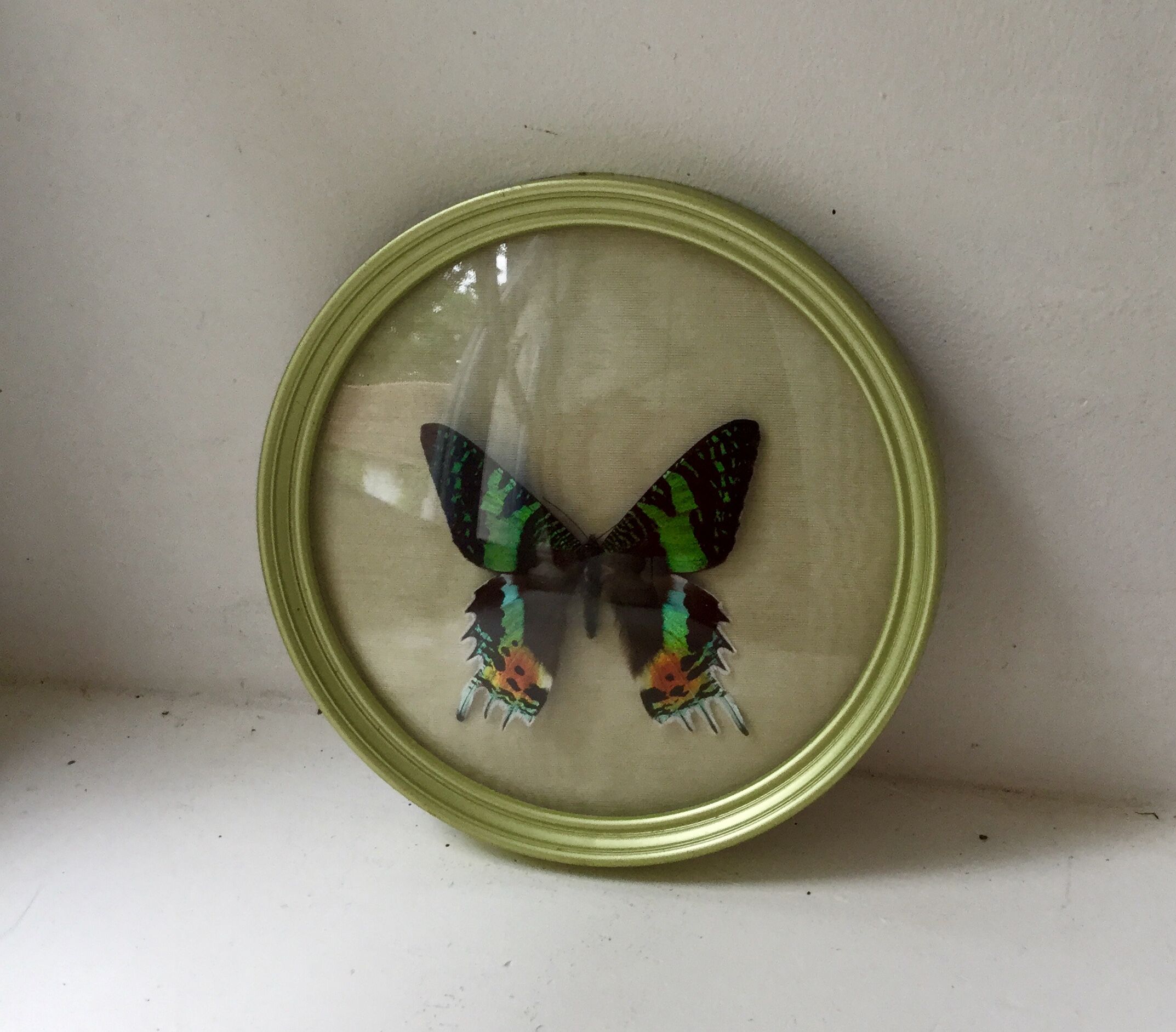 Butterfly bomb round frame