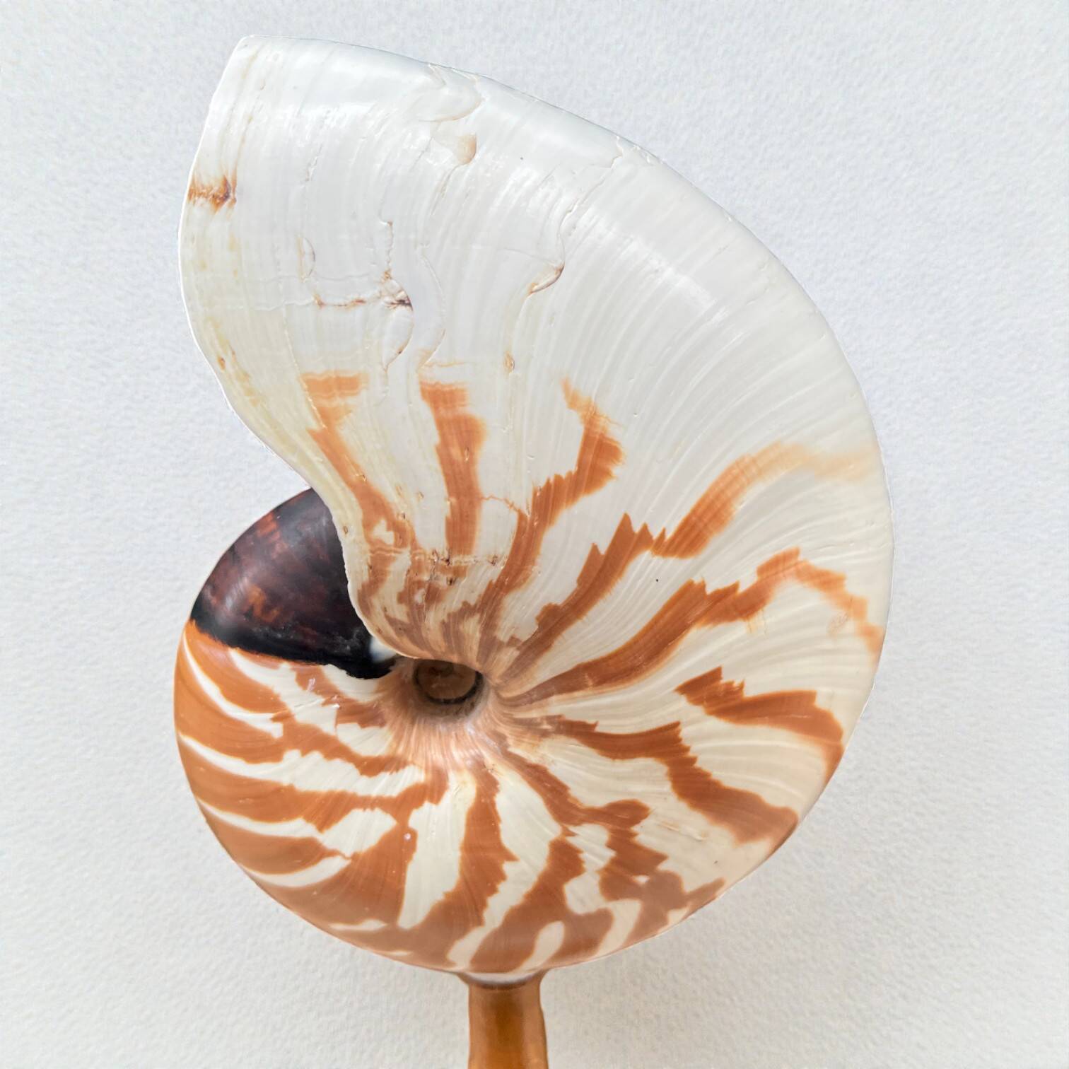 Tiger nautilus shell on a wooden stand, 19th century, Cabinet of curiosities