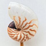 Tiger nautilus shell on a wooden stand, 19th century, Cabinet of curiosities