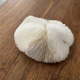 White coral