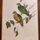 Gould Bird Lithograph Painting / 1950's England / Ptilinopus Ewingii