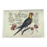 Old bird engraving -Carolina Parrot- Zoological plate by Seligmann & Catesby. 1973