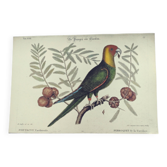 Gravure ancienne oiseau  -Perroquet de la Caroline- Planche zoologique de Seligmann & Catesby. 1973