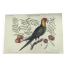Gravure ancienne oiseau  -Perroquet de la Caroline- Planche zoologique de Seligmann & Catesby. 1973