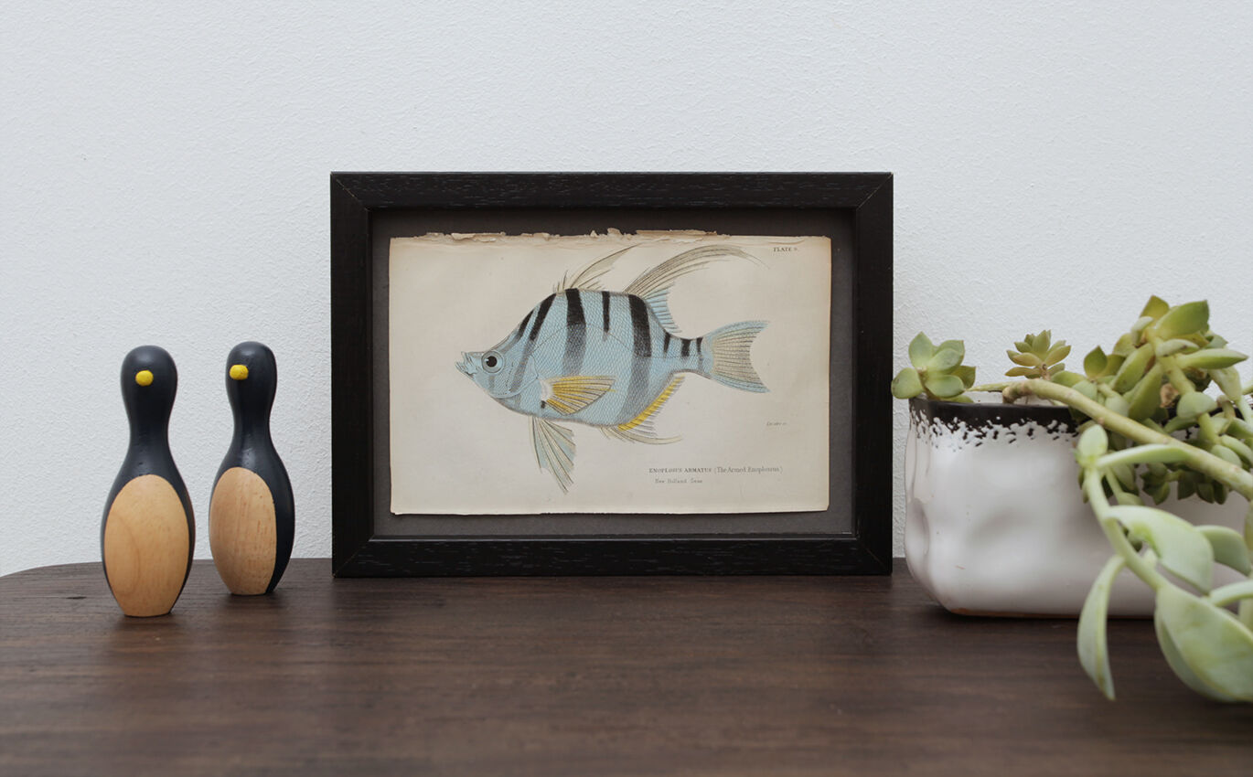 Lithography engraving vintage fish - 1850