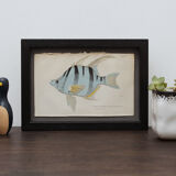 Lithography engraving vintage fish - 1850