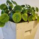 Fiber cement pot