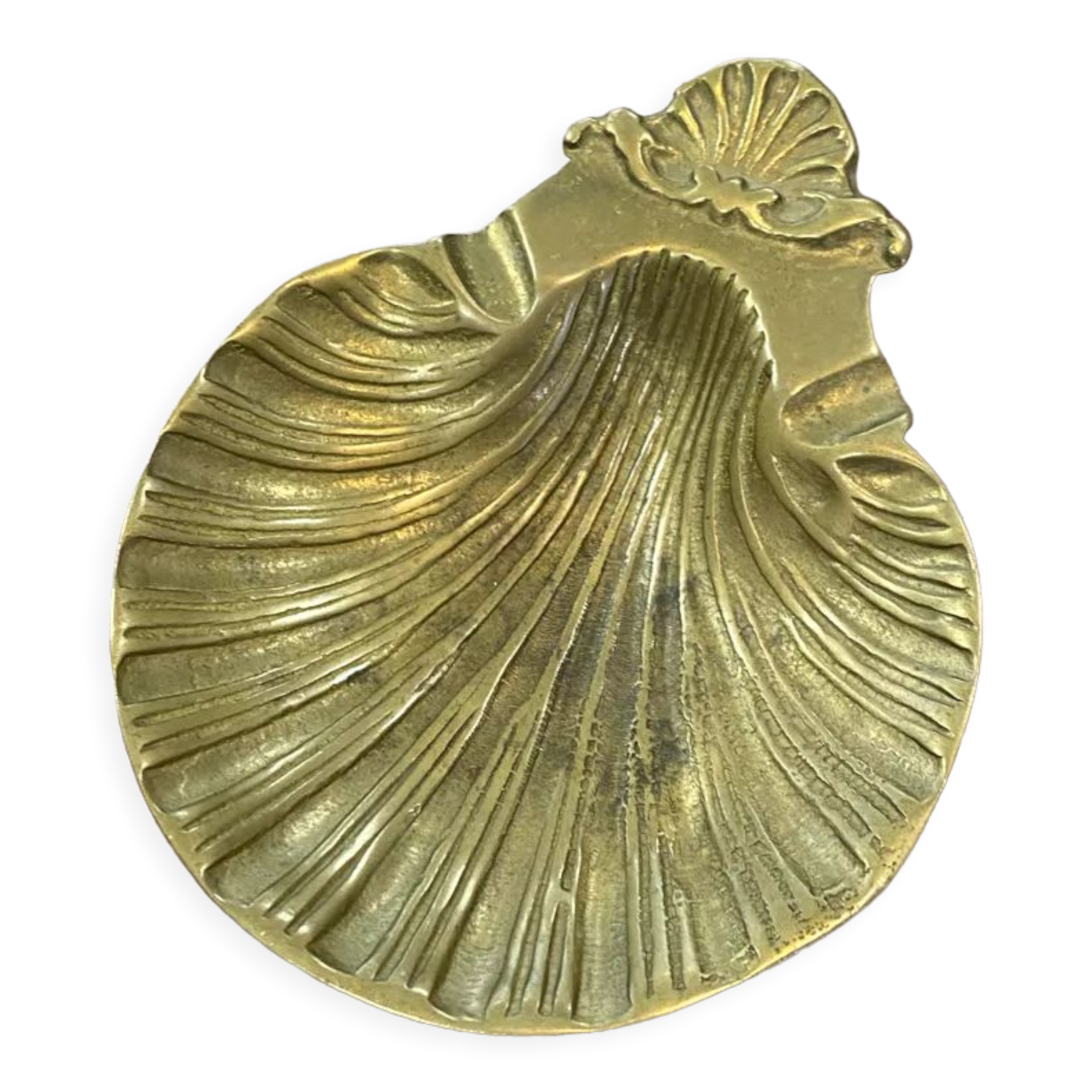 Empty pocket scallop shell