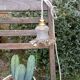 Amber yellow tulip glass nomad pendant light 🌷