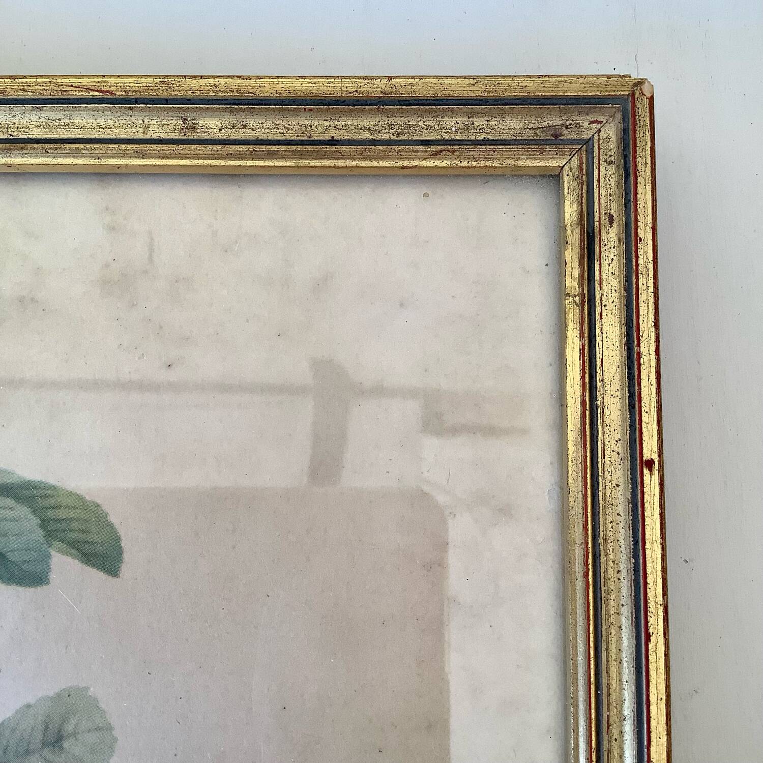 Botanical lithograph by Pierre Joseph Redouté