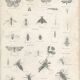 Antique engraving on Entomology: XIXTH (Insecta PL 5)