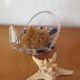 Porte-savon en forme de conque vintage
