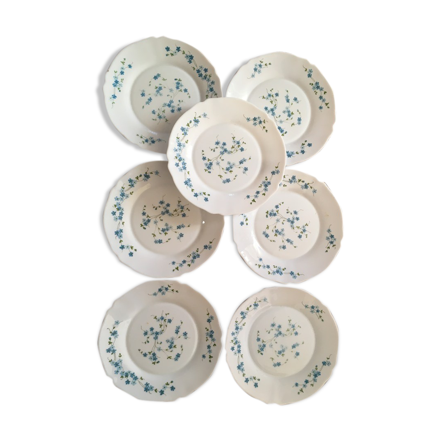 Flat plates myosotis veronica with small blue flowers