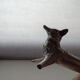 12 animal knife holders Art Deco antique silver metal in case