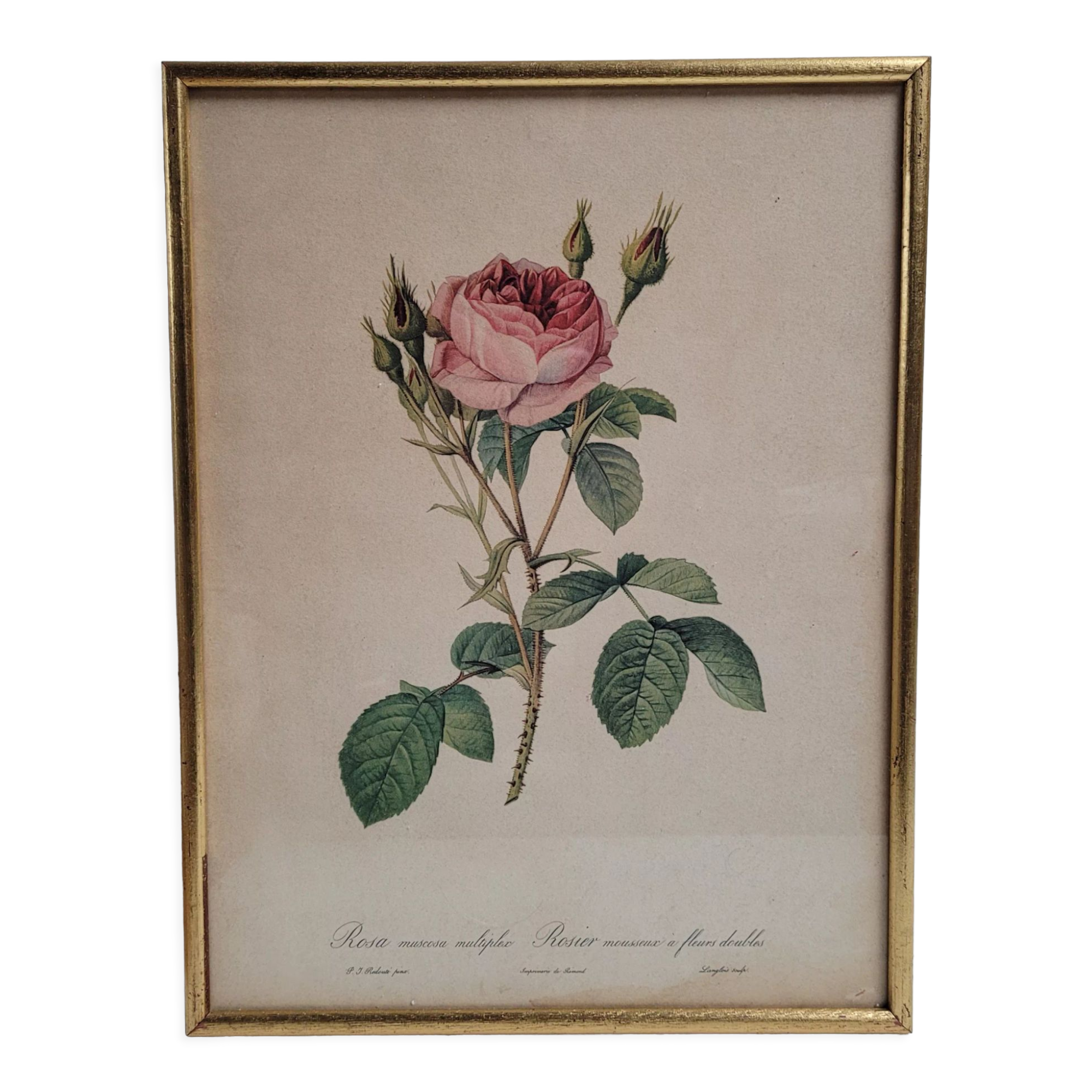 Litho frame sparkling rose with double flowers