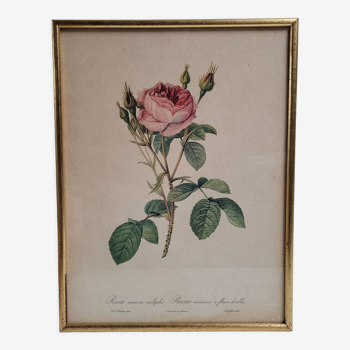 Litho frame sparkling rose with double flowers