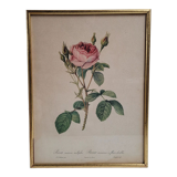 Litho frame sparkling rose with double flowers