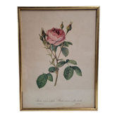 Litho frame sparkling rose with double flowers