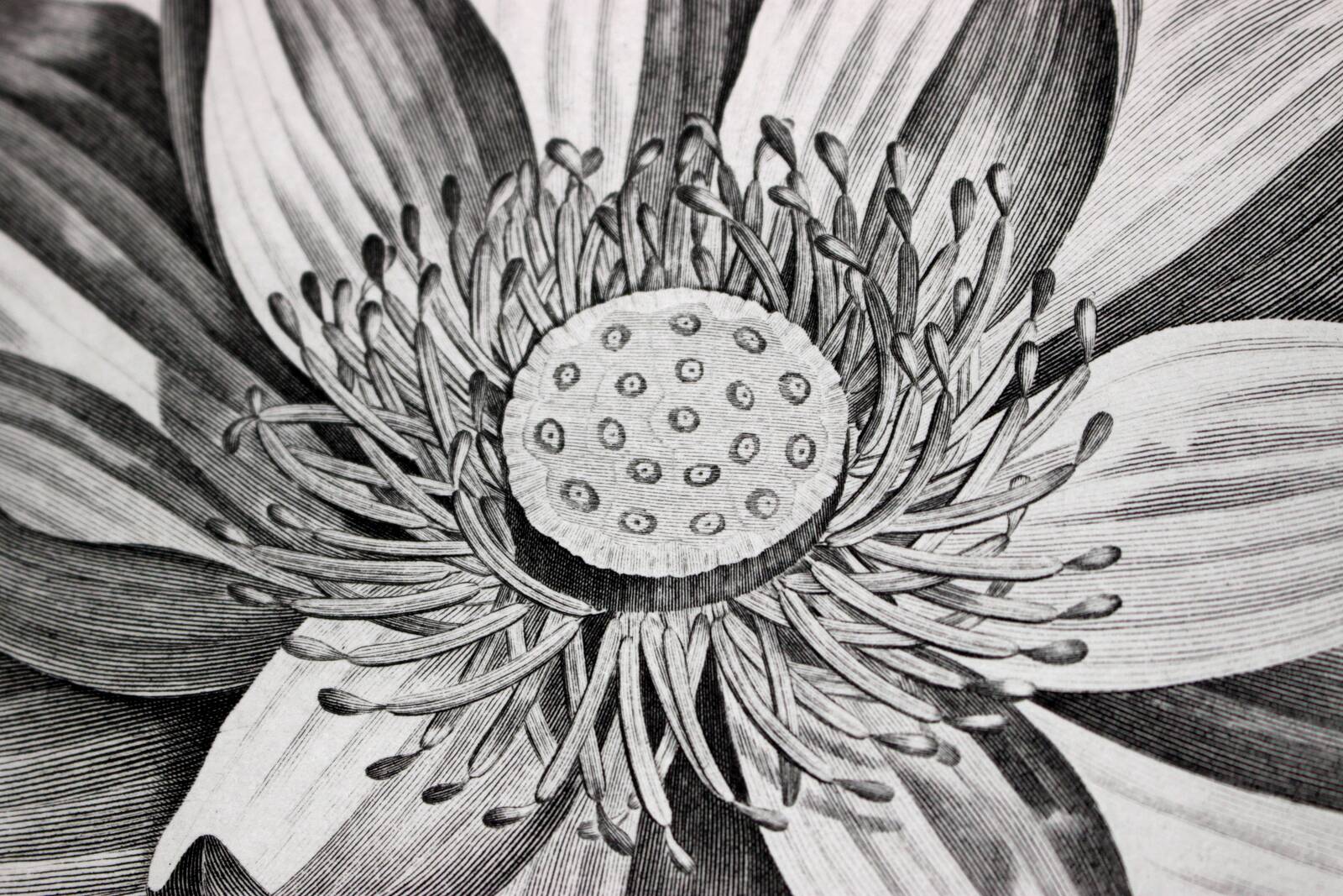 Gravure Fleur - Planche original de la "Chalcographie du Louvre" 1800 - Lotus