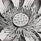 Gravure Fleur - Planche original de la "Chalcographie du Louvre" 1800 - Lotus