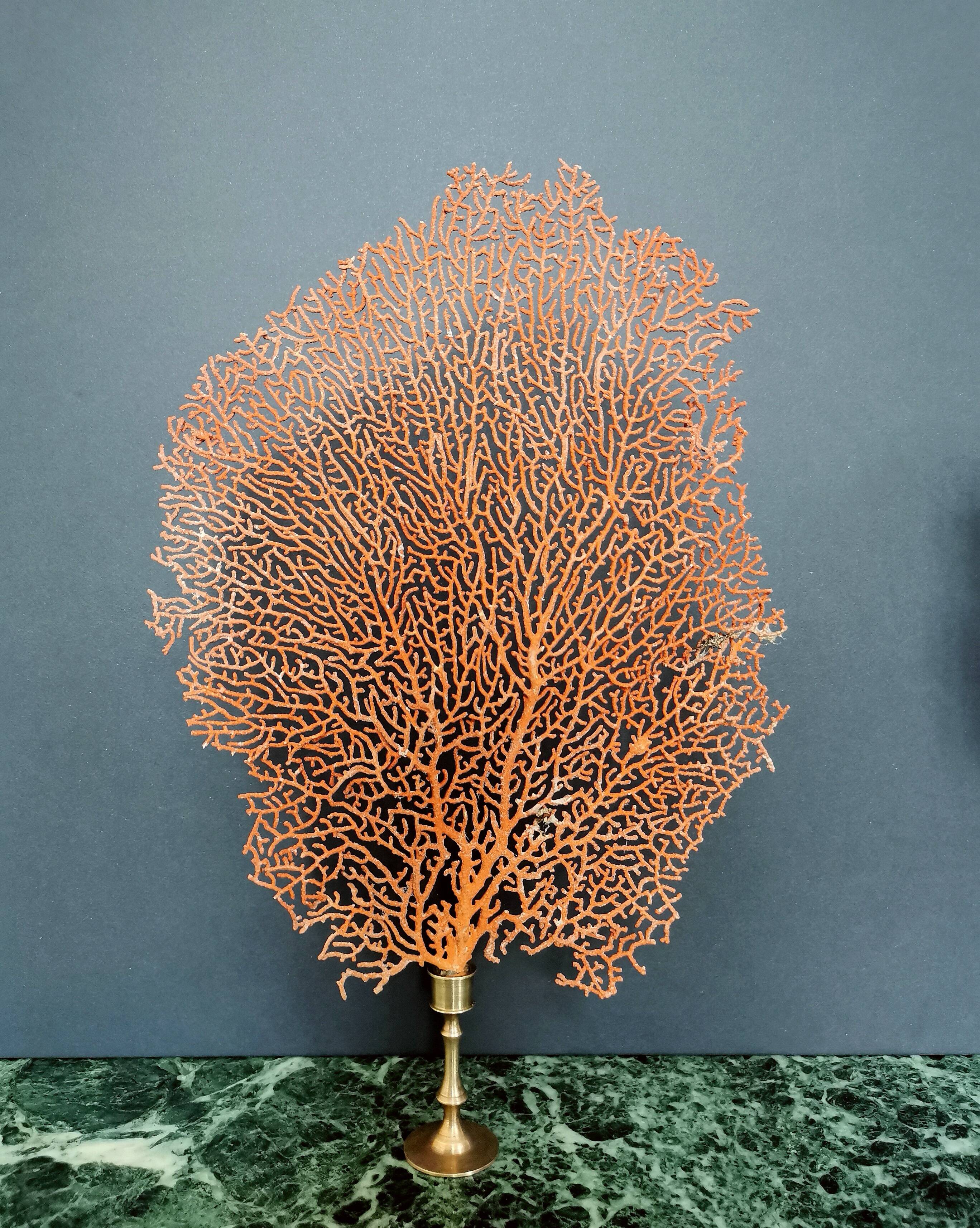 Gorgon Rouge, Brass base (Early XXth) 33*23 cm