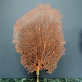 Gorgon Rouge, Brass base (Early XXth) 33*23 cm