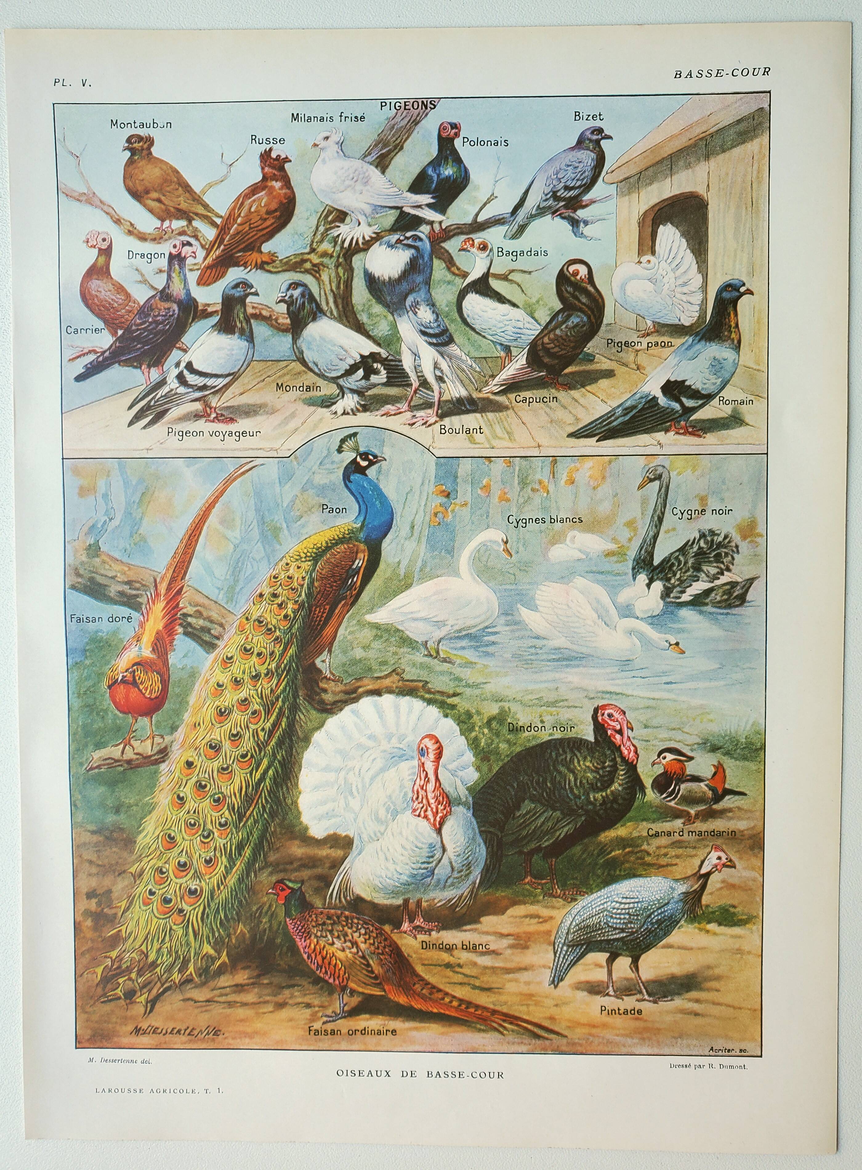 Old engraving 1922, Farmyard animals 2, birds, farm • Lithograph, Original plate