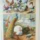 Old engraving 1922, Farmyard animals 2, birds, farm • Lithograph, Original plate