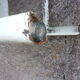 Industrial iron workshop stool 1950/1960