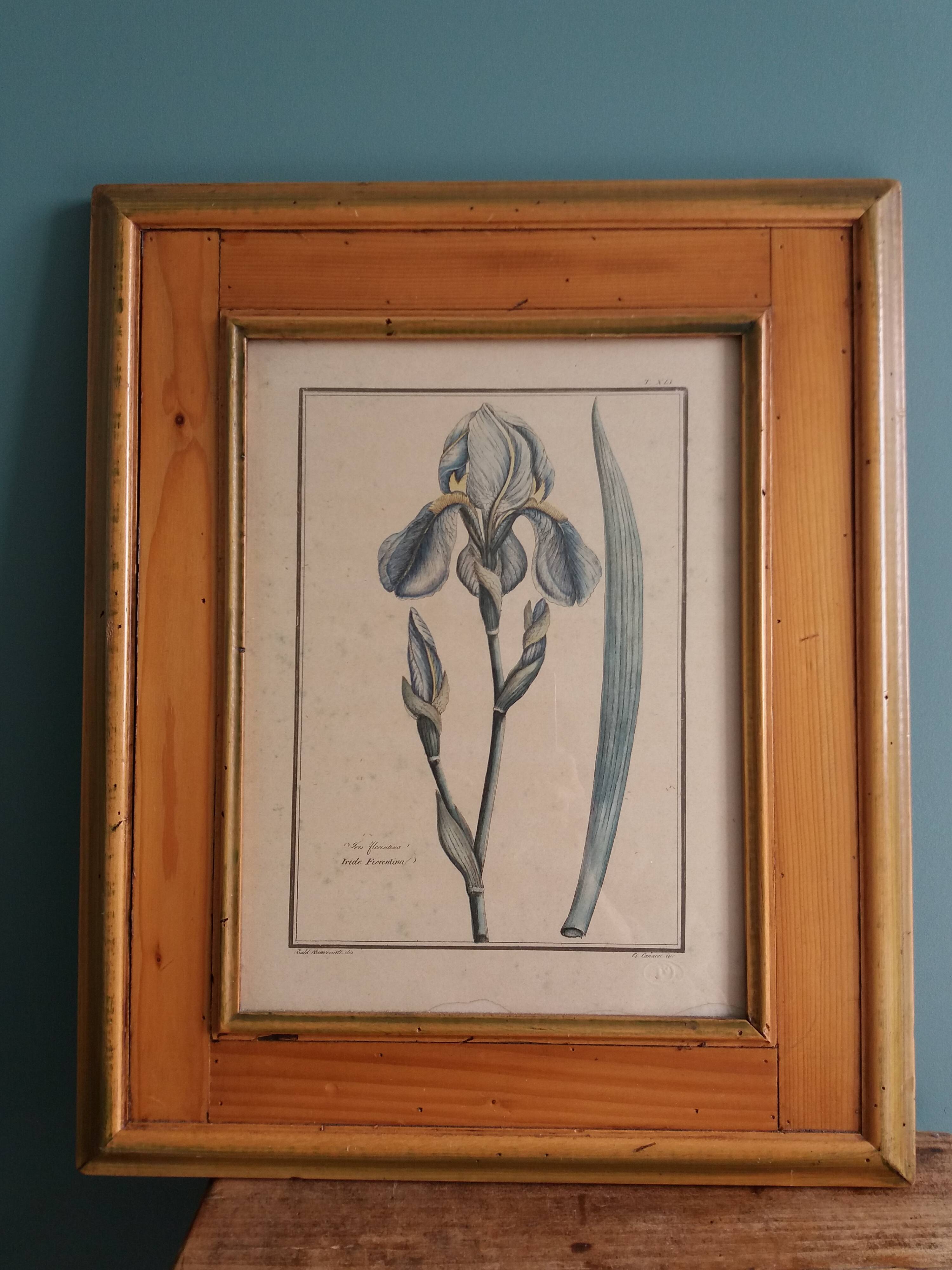 Botanical plate, iris flower engraving, framed by Guiseppe Canacci
