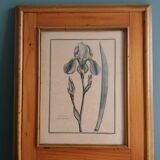 Planche botanique, gravure fleur iris, encadrée Guiseppe Canacci