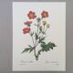 Impression vintage Fleur Benoite écarlate