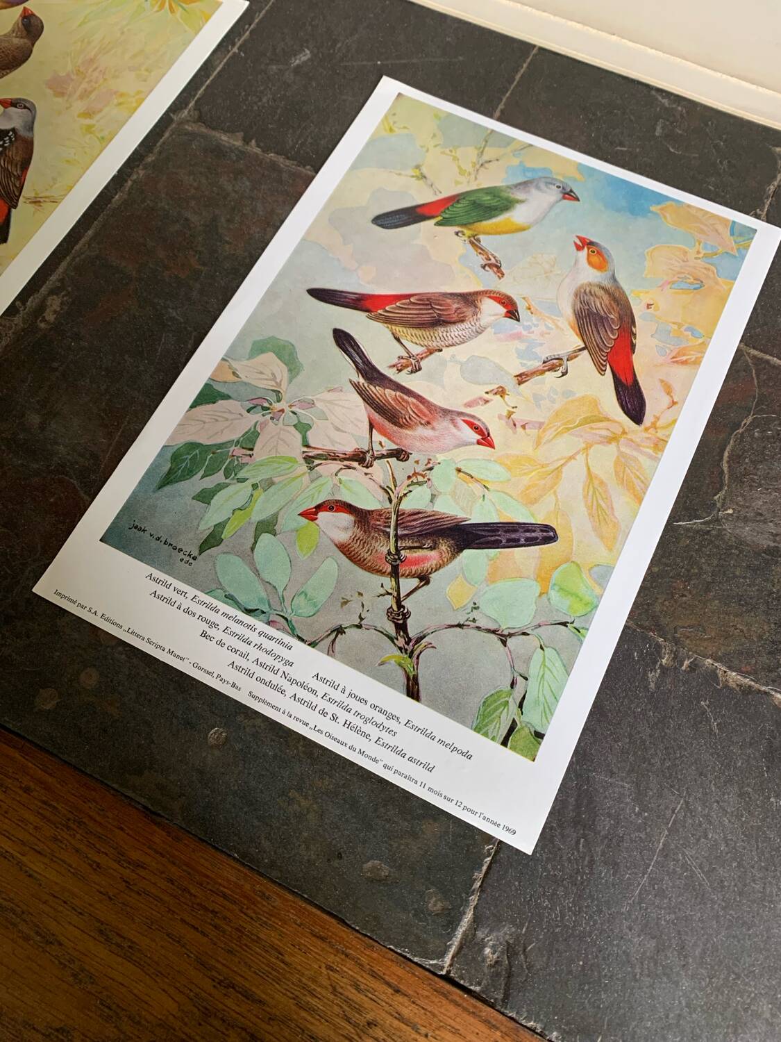 Poster "The Birds of the World" – 1969