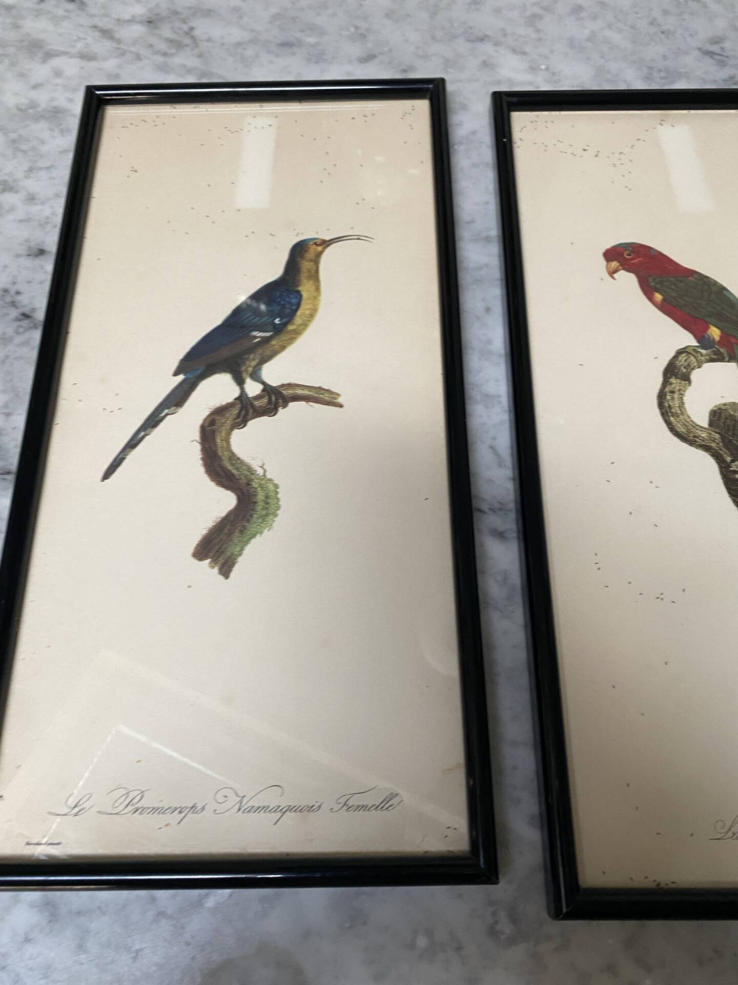 Vintage bird lithographs