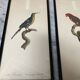 Vintage bird lithographs