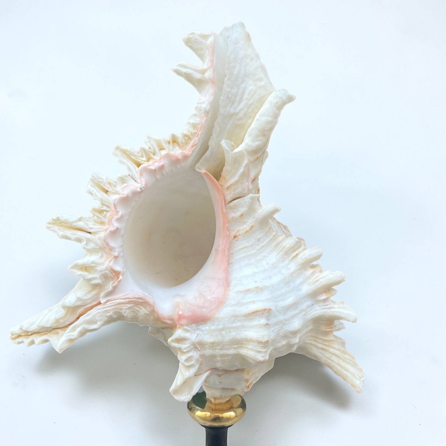 Murex shell on a turned blackened wooden base, 19th century.