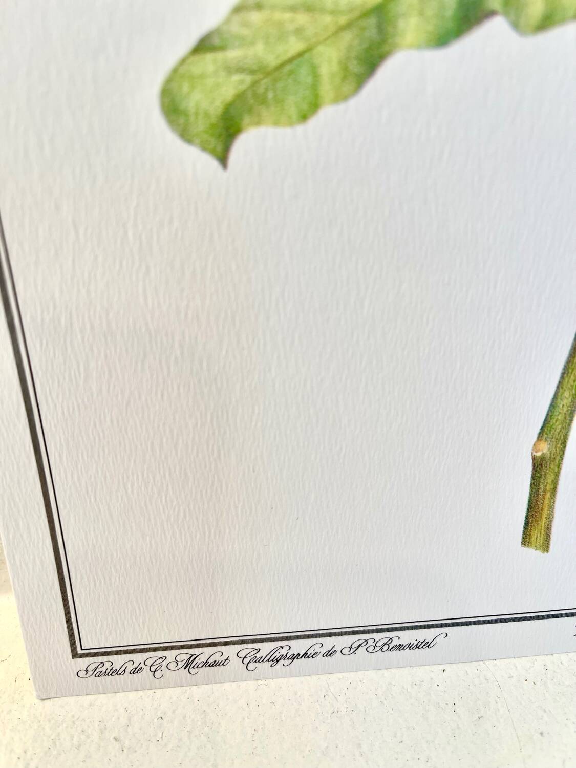Botanical plate – Poinsettia pulcherrima – Louis Pariente, 1986