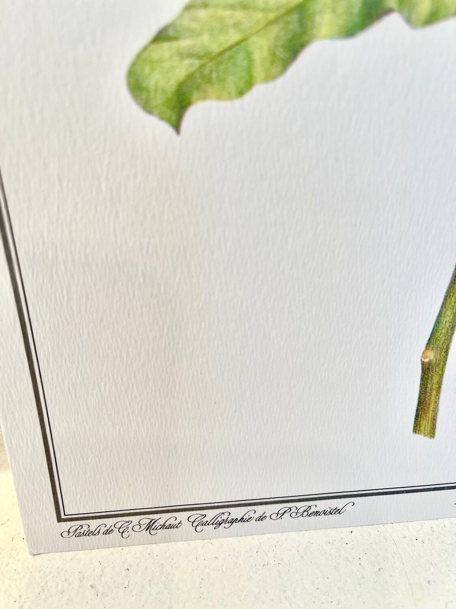 Planche botanique – Poinsettia pulcherrima – Louis Pariente, 1986