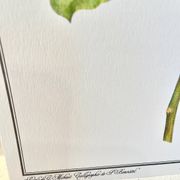 Planche botanique – Poinsettia pulcherrima – Louis Pariente, 1986