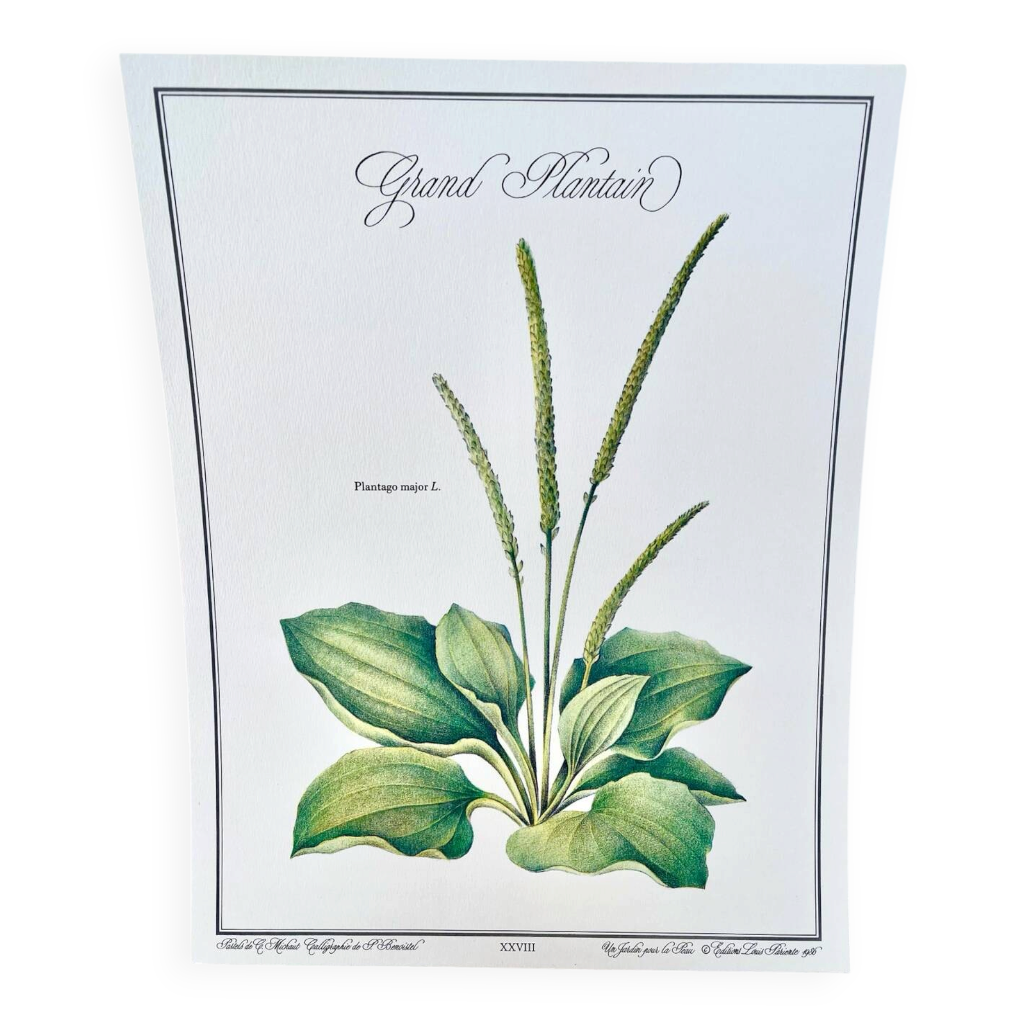 Botanical plate – Large plantain – Louis Pariente, 1986