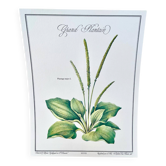 Botanical plate – Large plantain – Louis Pariente, 1986