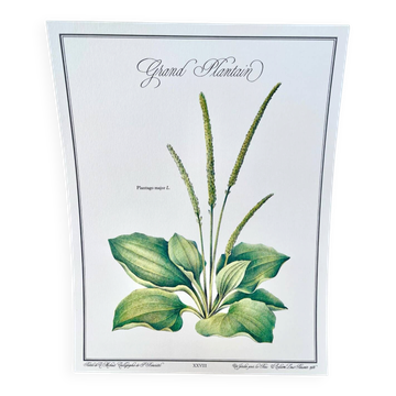 Botanical plate – Large plantain – Louis Pariente, 1986