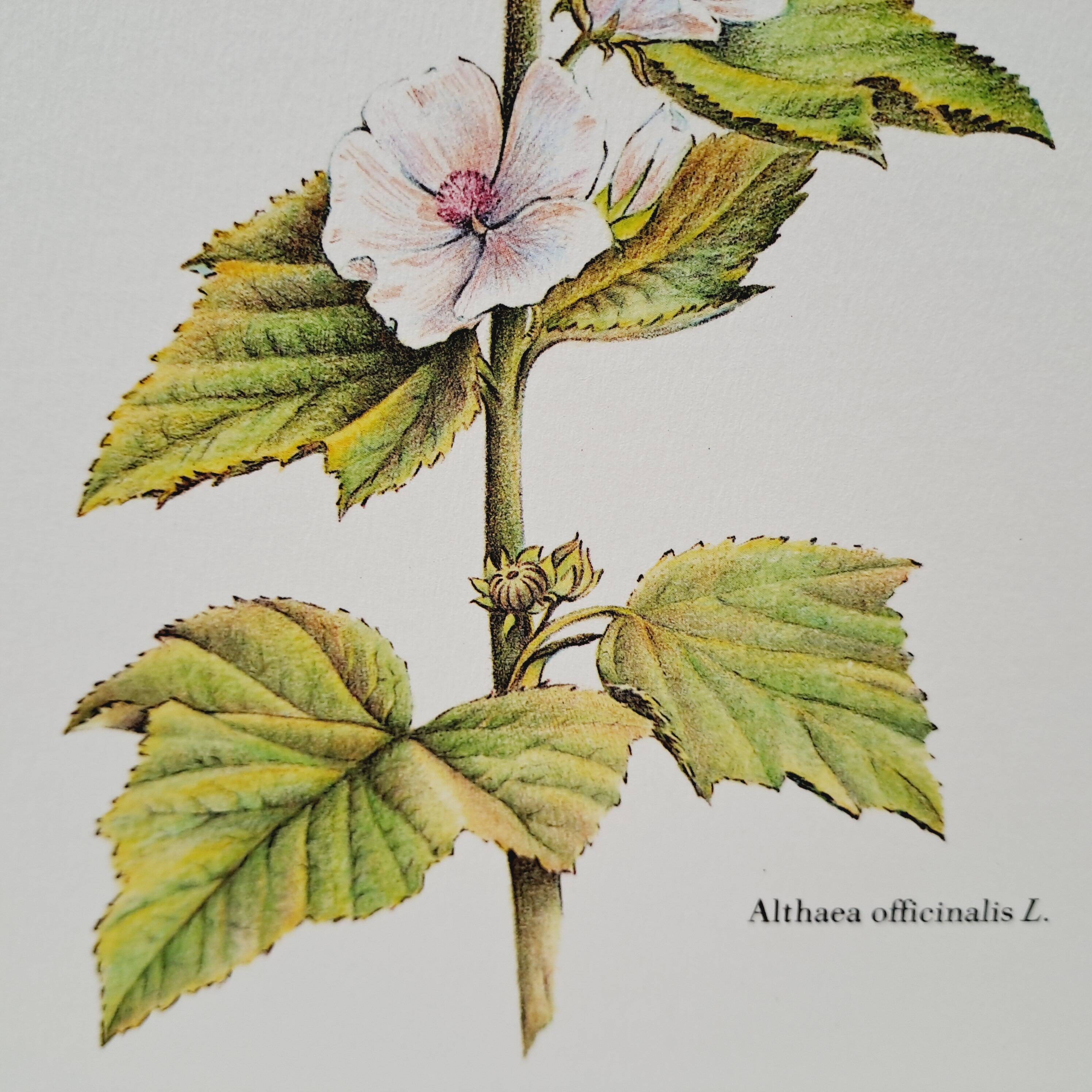 Marshmallow botanical board