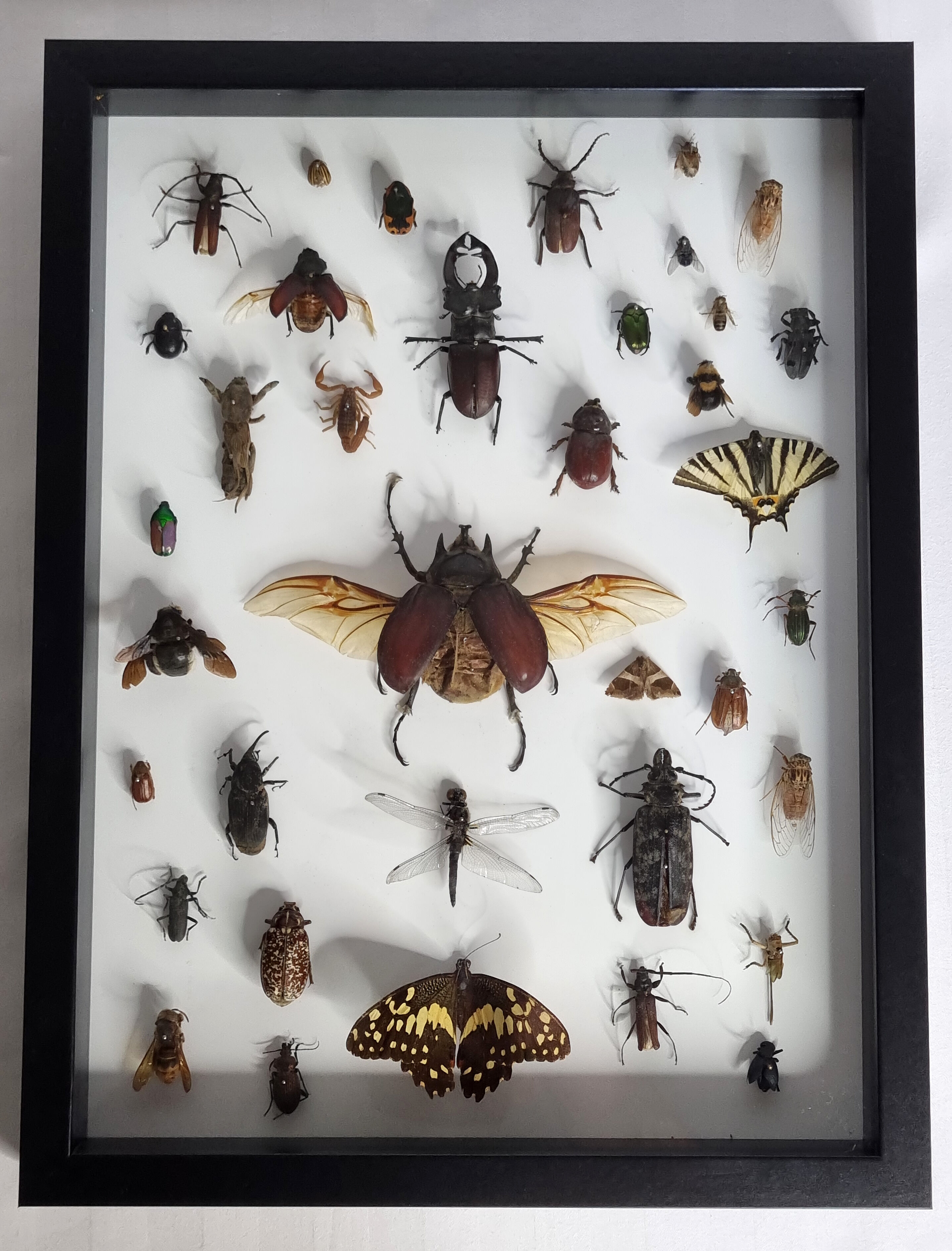 Tableau d'insectes naturalisés, ancienne collection d'entomologiste