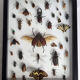 Tableau d'insectes naturalisés, ancienne collection d'entomologiste